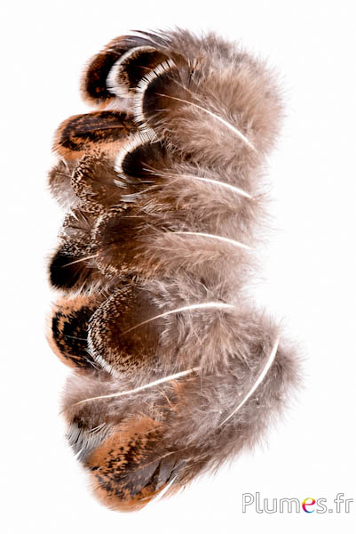 Pauw groen - 4-12 cm - bruin-natuurlijk